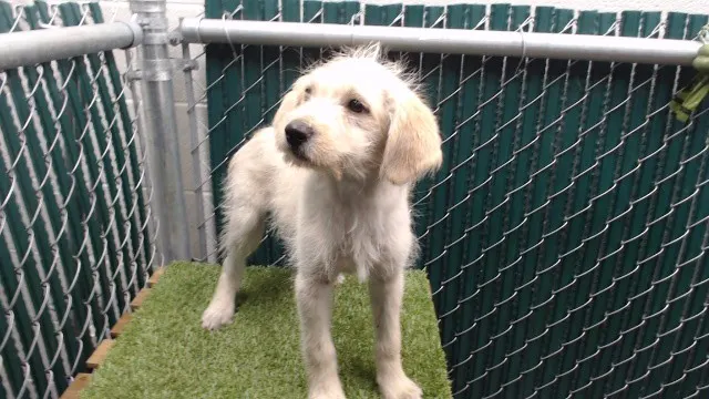 Adoptable Dog