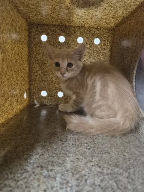 Creamsicle