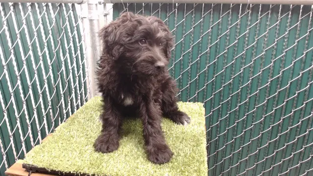 Adoptable Dog