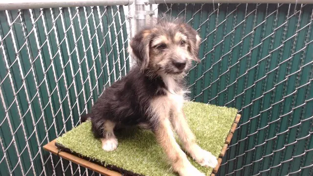 Adoptable Dog