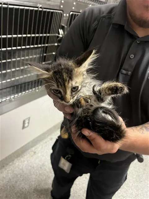 Adoptable Cat