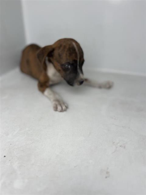 Adoptable Dog