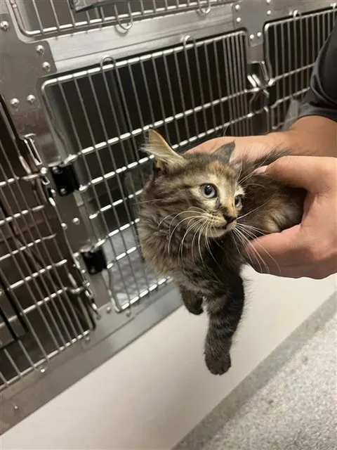 Adoptable Cat