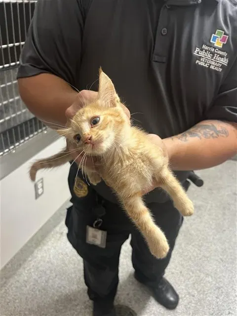 Adoptable Cat