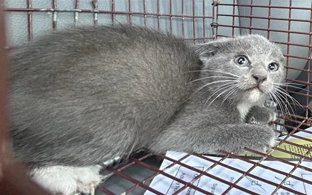 Adoptable Cat