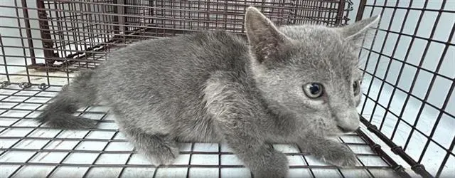 Adoptable Cat