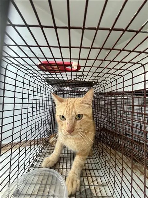 Adoptable Cat
