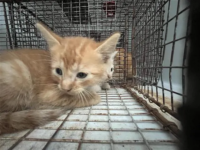 Adoptable Cat