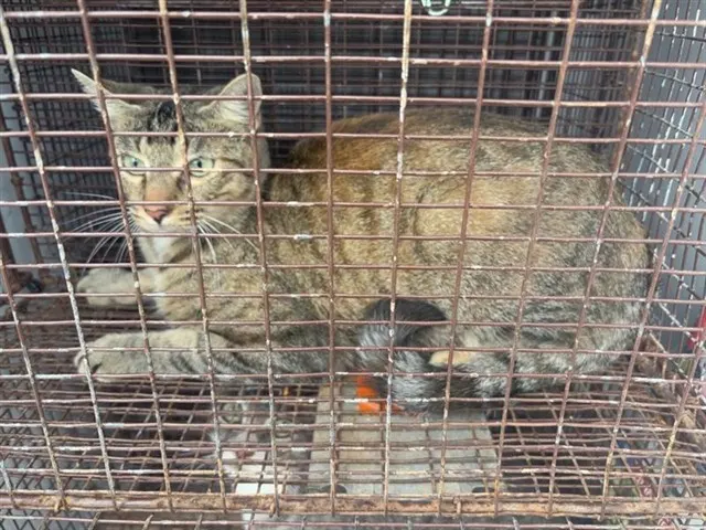 Adoptable Cat