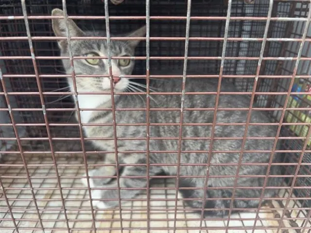Adoptable Cat
