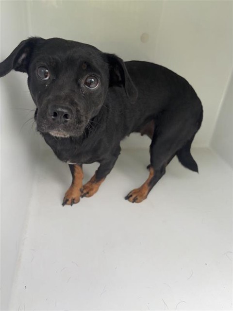 Adoptable Dog
