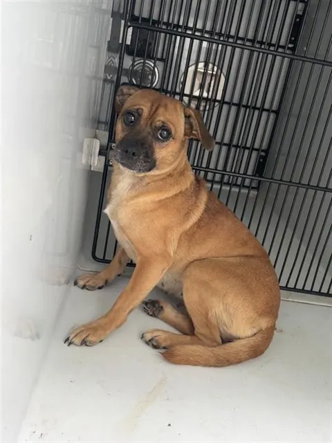 Adoptable Dog