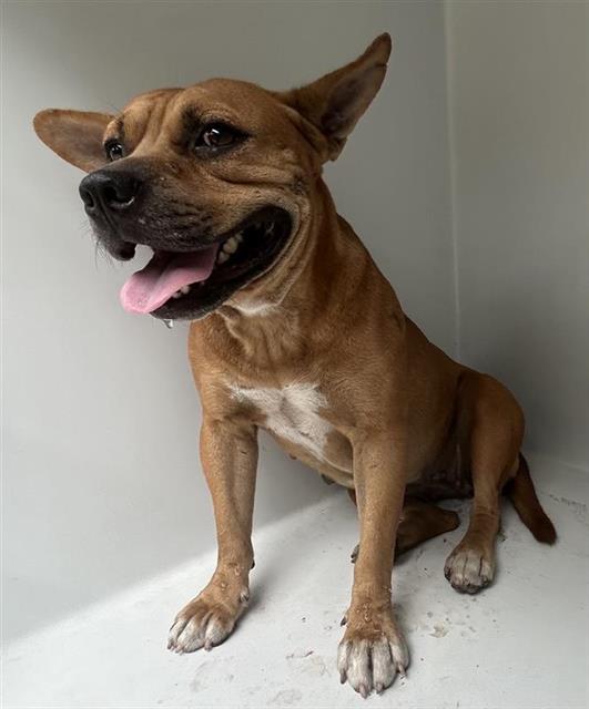 Adoptable Dog