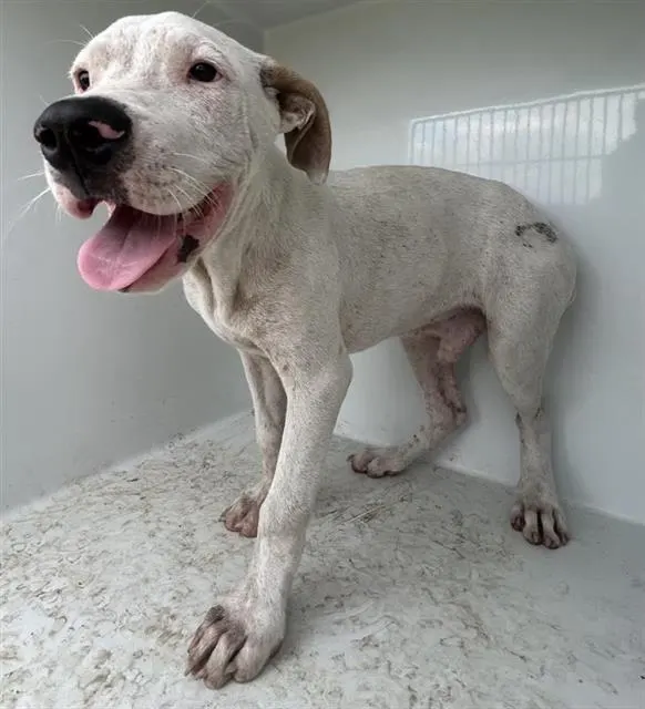 Adoptable Dog