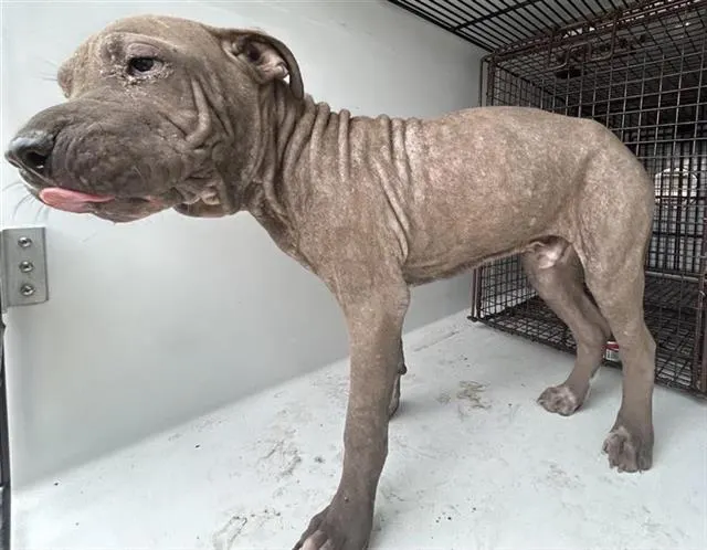 Adoptable Dog