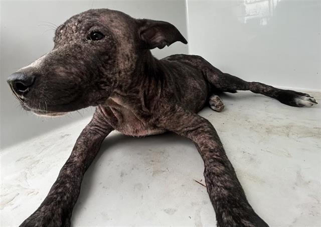 Adoptable Dog