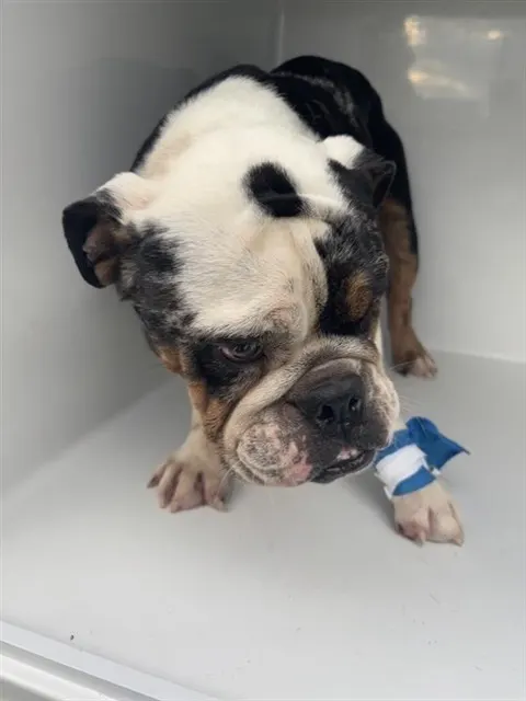 Adoptable Dog
