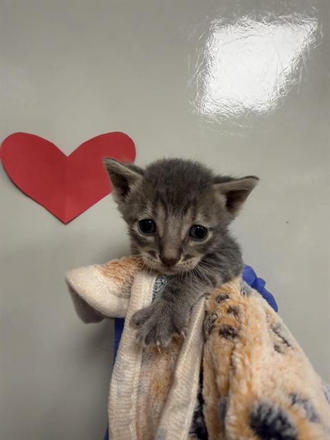 Olive - Adoption Pending