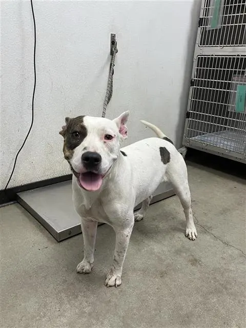Adoptable Dog