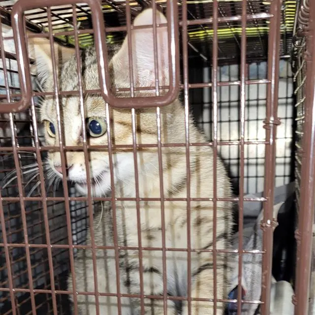 Adoptable Cat