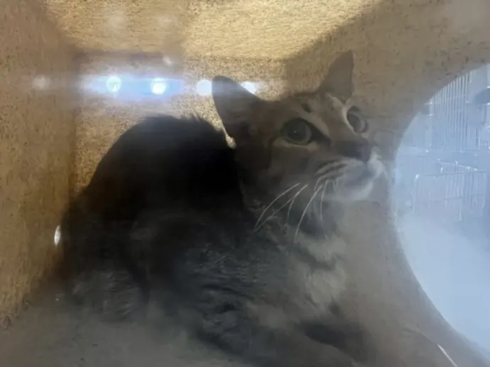 Adoptable Cat