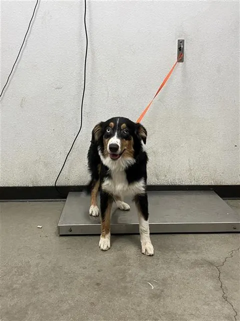 Adoptable Dog