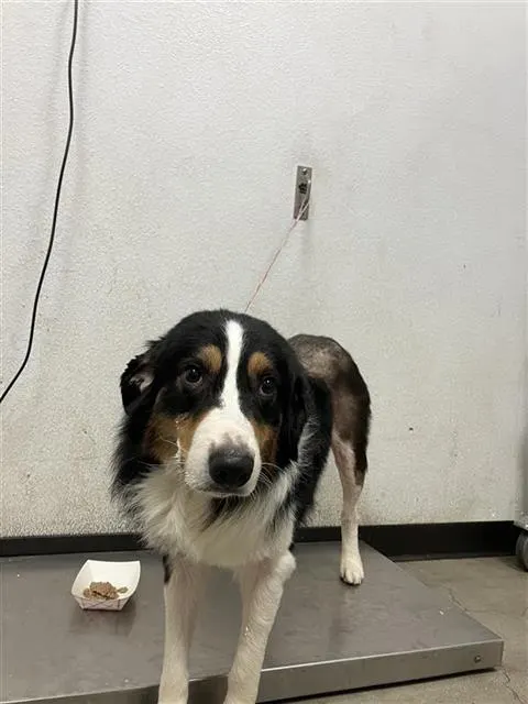 Buddy