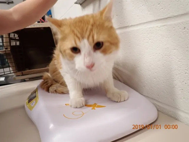 Adoptable Cat