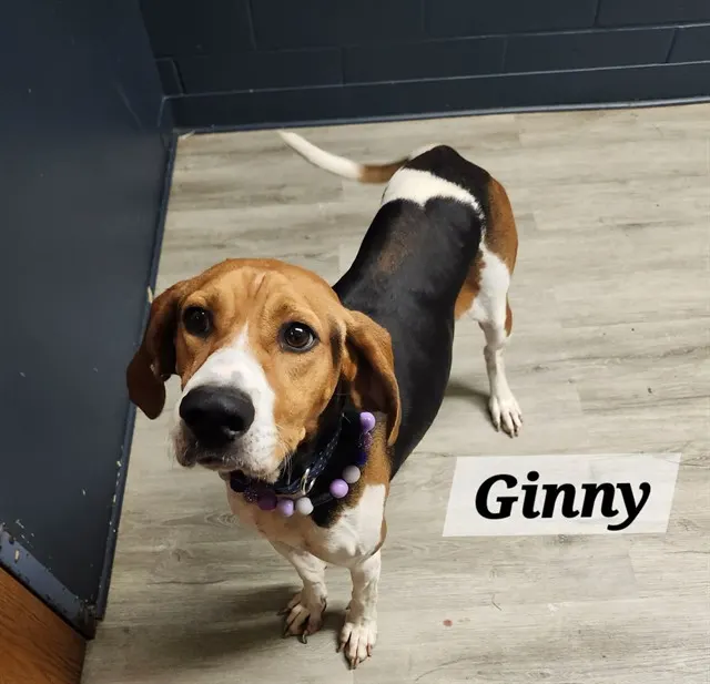 Ginny