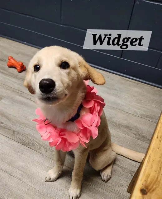 Widget