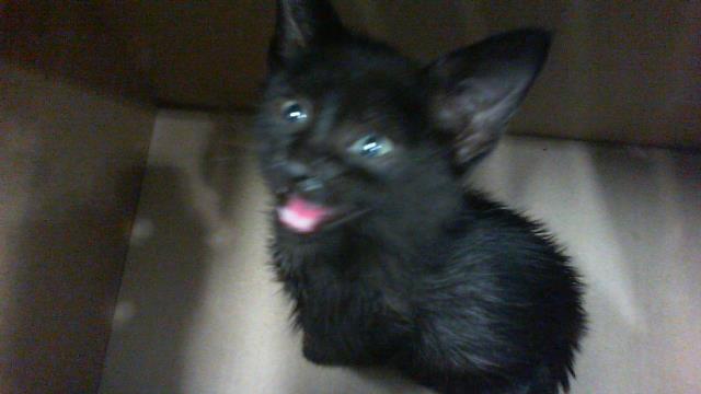 Adoptable Cat