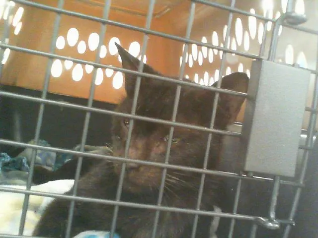 Adoptable Cat