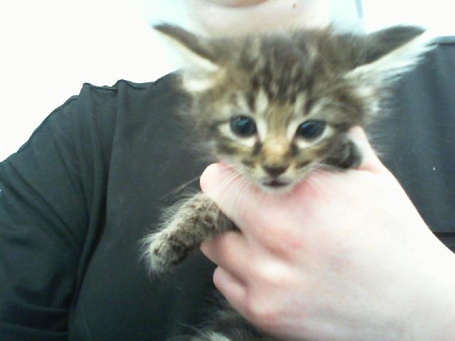 Walt Whiskers