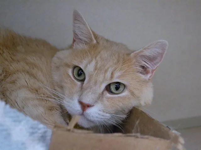 Simon