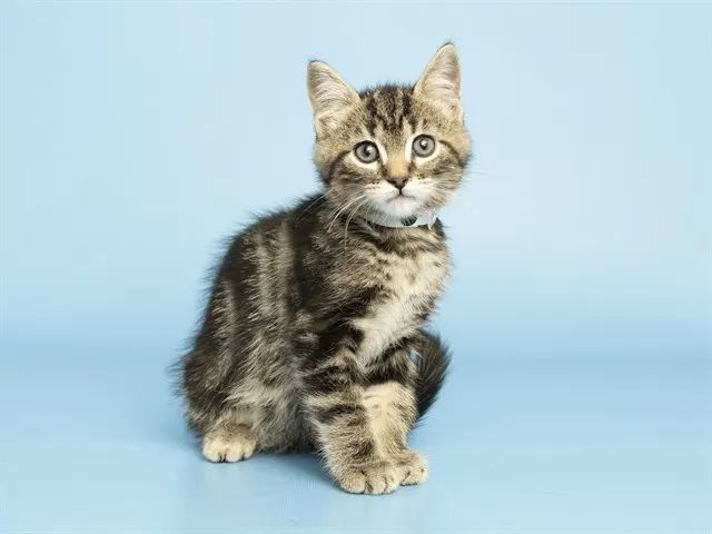 Bobby