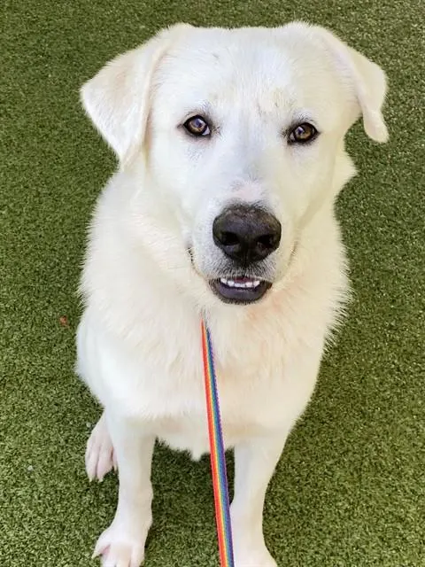 Bowie