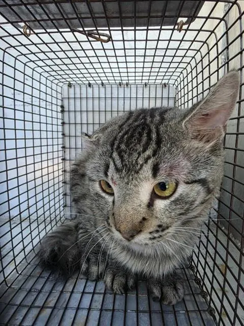 Adoptable Cat