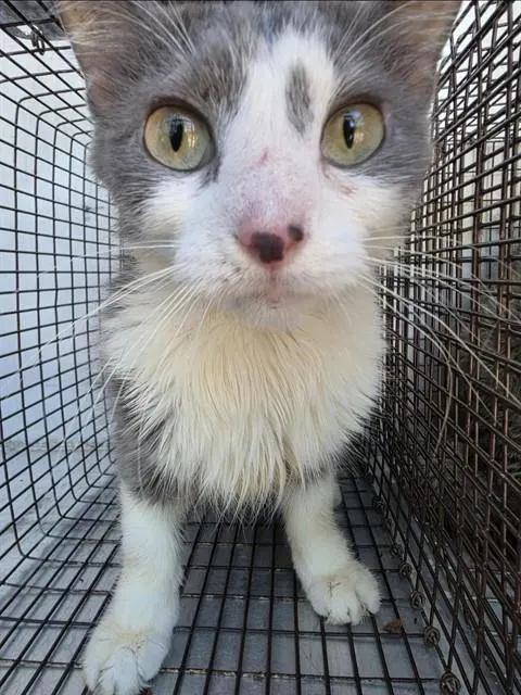 Adoptable Cat