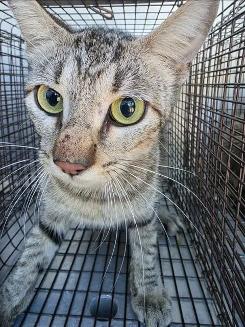 Adoptable Cat