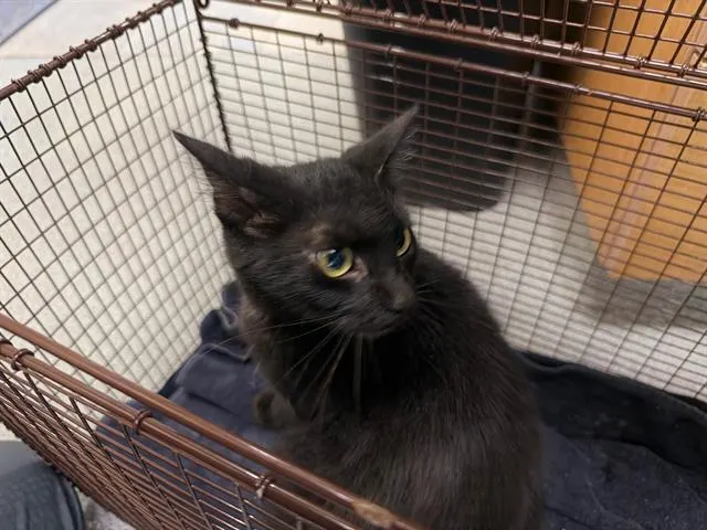 Tora