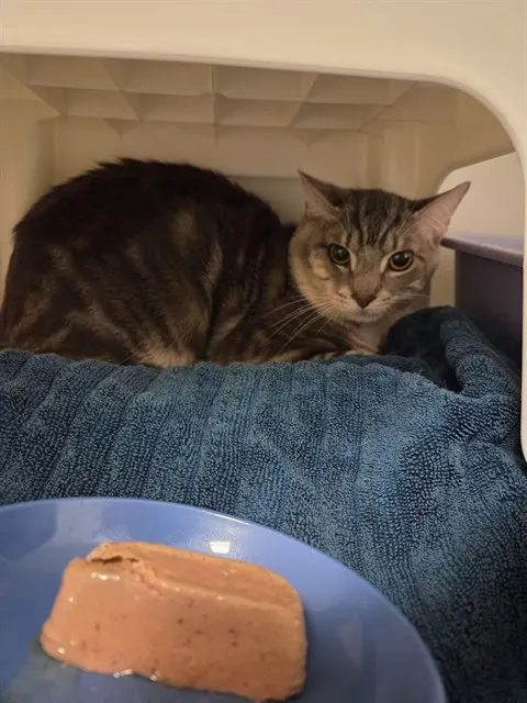 Jingles
