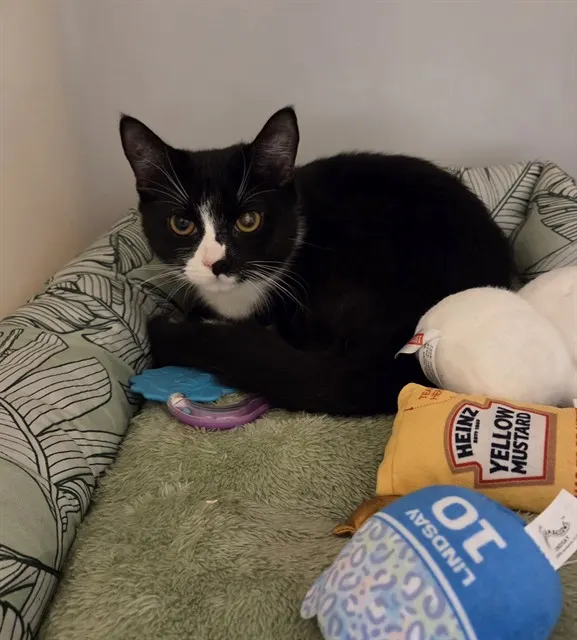 Mittens