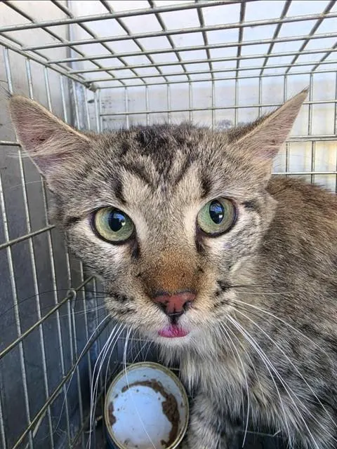 Adoptable Cat