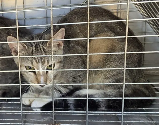 Adoptable Cat