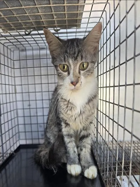 Adoptable Cat