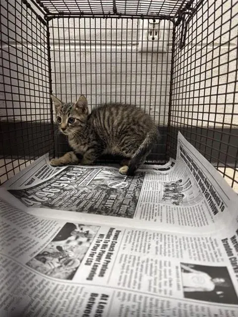 Adoptable Cat