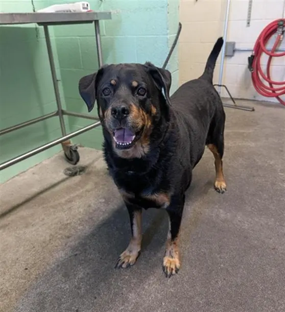 Adoptable Dog