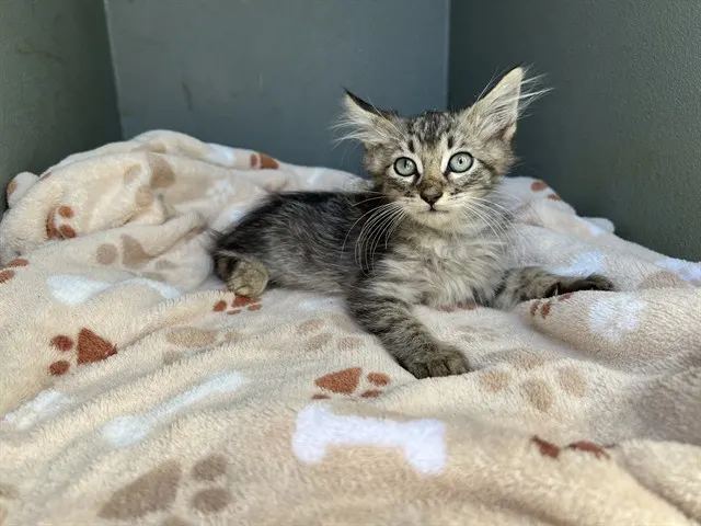 Chloe
