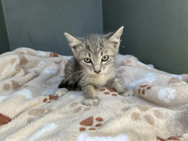 Gus