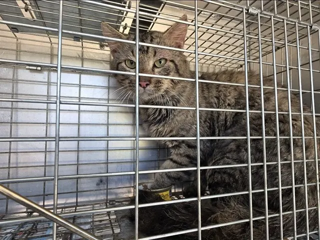 Adoptable Cat